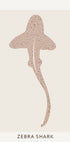 Zebrahai-Poster - Posterbox.dk