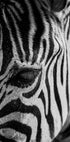 Zebra-Augen-Poster - Posterbox.dk