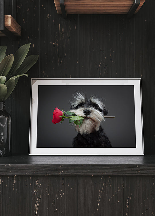 Tango Dancer - Posterbox