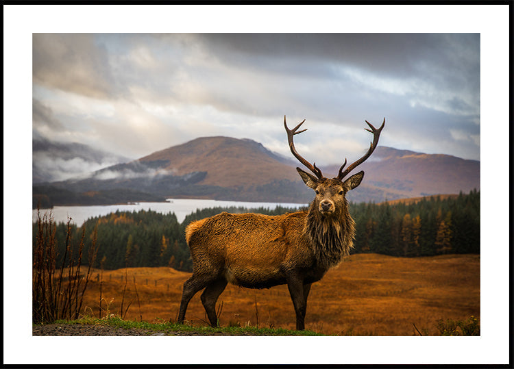 Scottish Stag Plakat - Posterbox