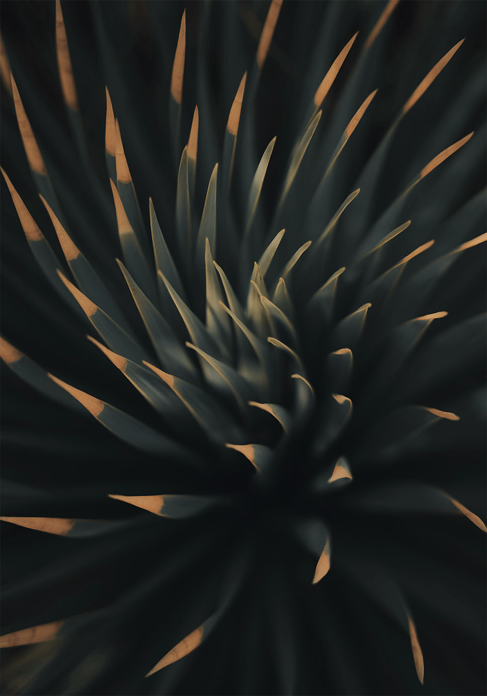 Poster mit spiralförmiger Pflanzenstruktur - Posterbox.dk