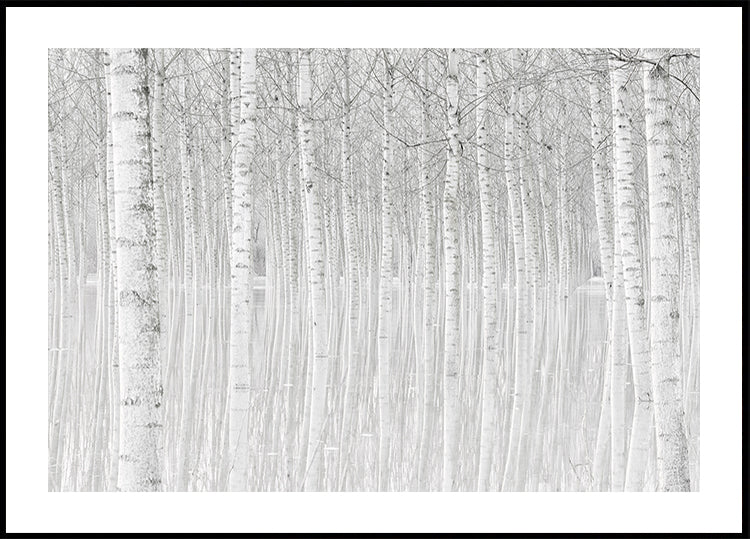 Trees - Posterbox