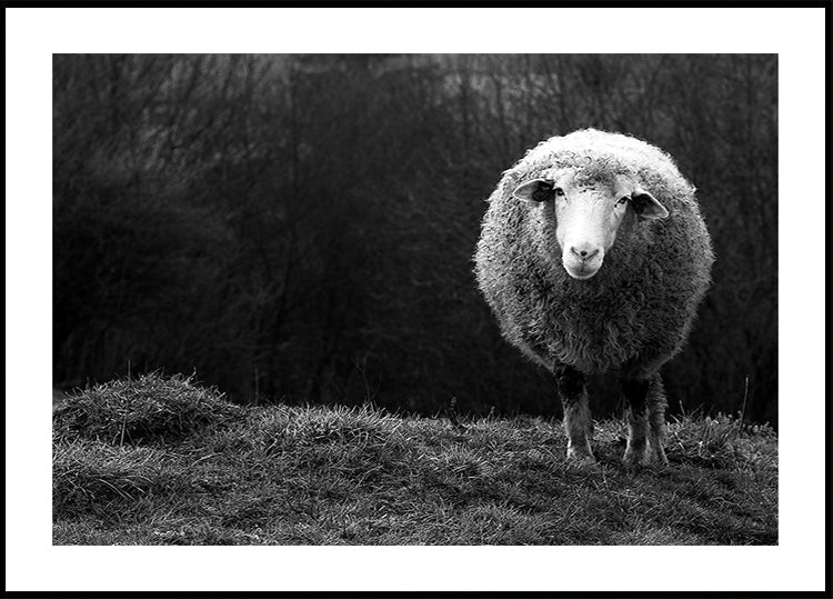Wondering sheep - Posterbox