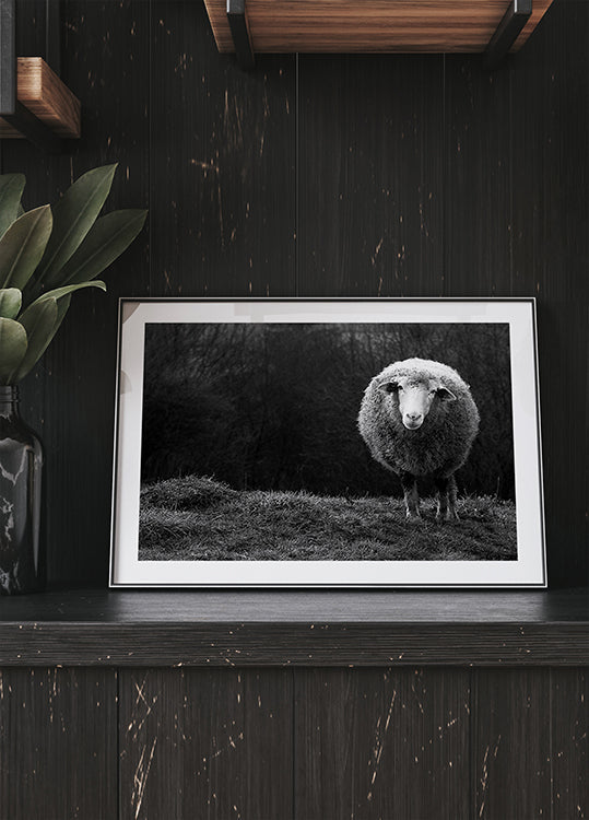 Wondering sheep - Posterbox