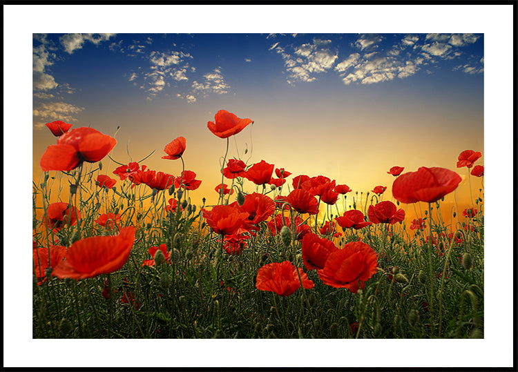 Poppies Plakat - Posterbox