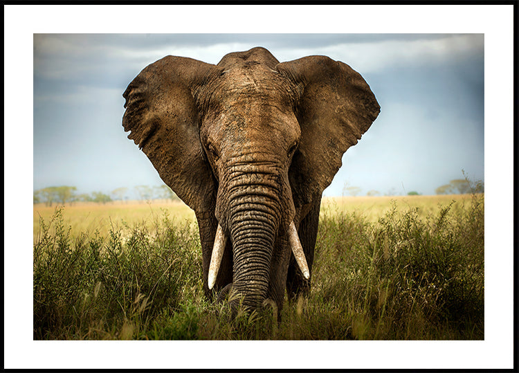 Encounters in Serengeti - Posterbox