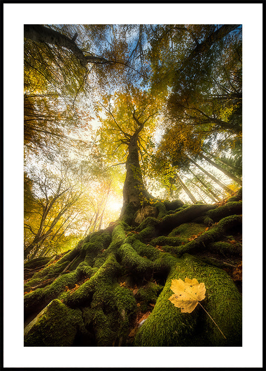 The goodbye of a leaf - Posterbox