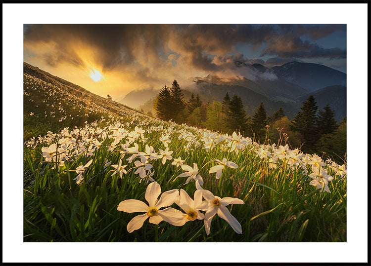 White carpet Plakat - Posterbox
