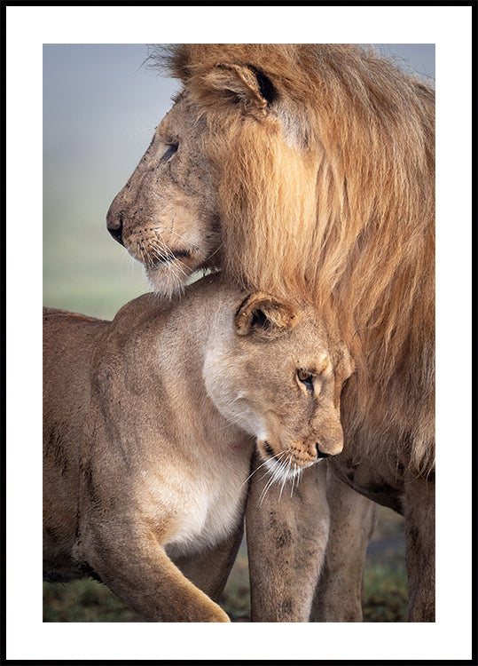 Wild Love Plakat - Posterbox