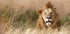 Handsome! Plakat - Posterbox