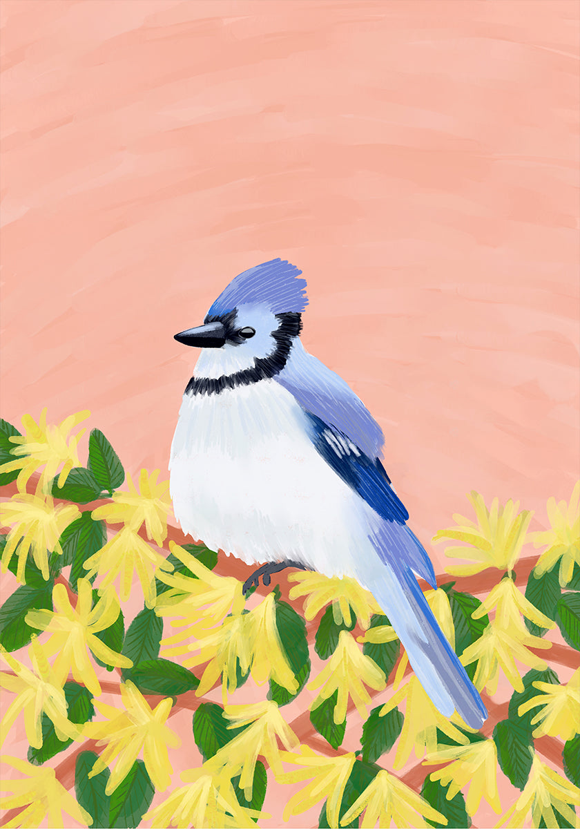 Ein Blauhäher sitzt auf einem Zweig mit gelben Blüten vor einem pfirsichfarbenen Hintergrund.