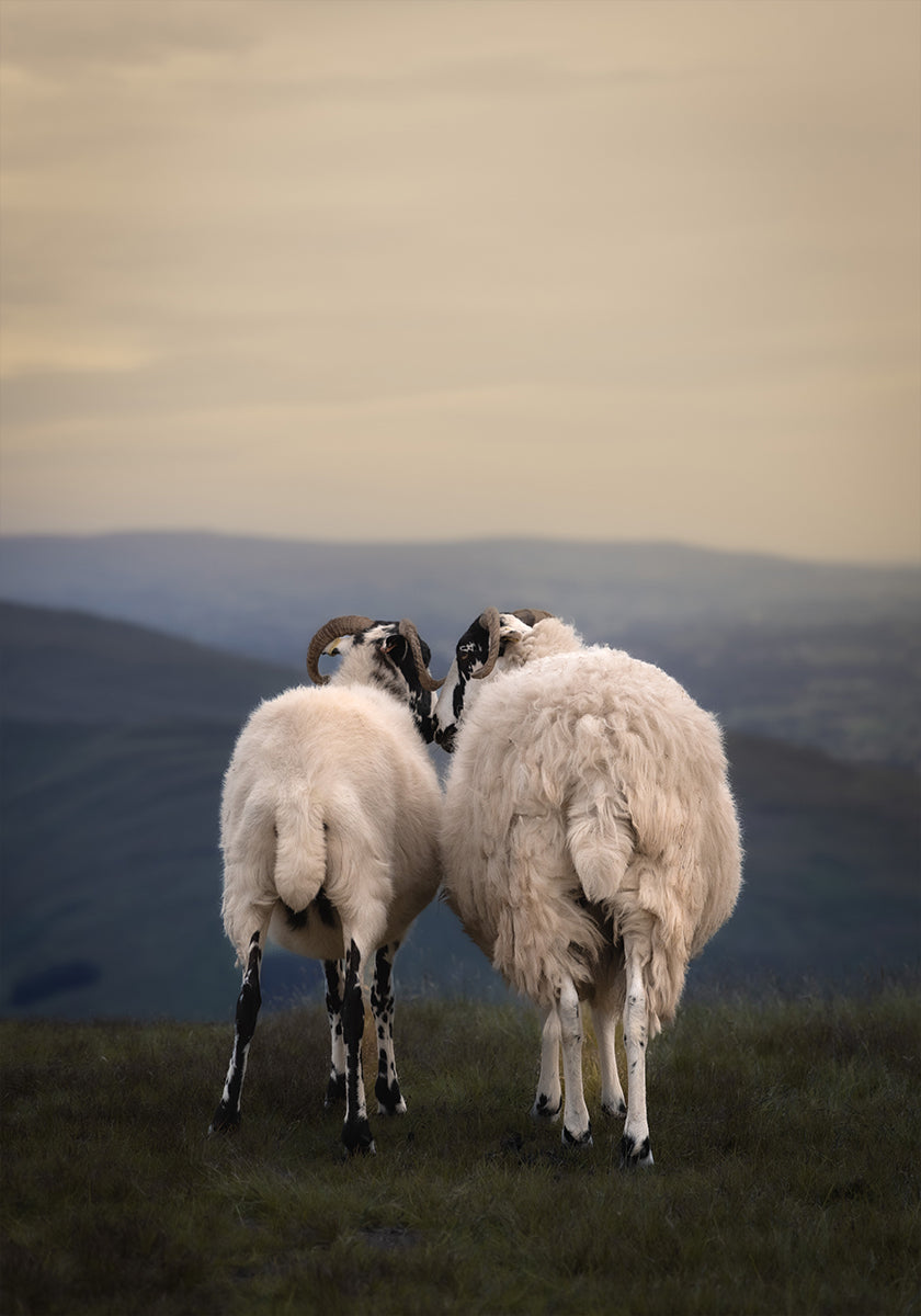 Yorkshire Love Plakat - Posterbox