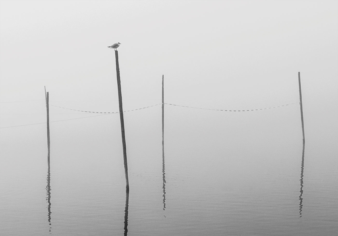 Misty Reflections in Black and White Poster - Posterbox.dk