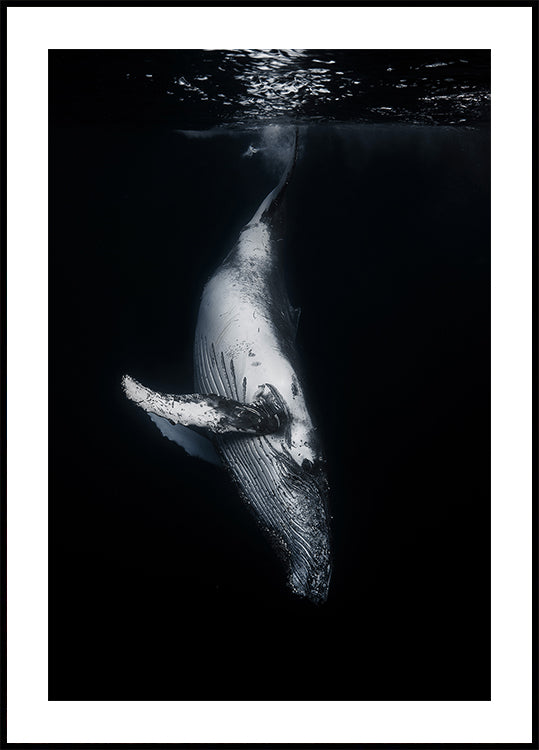 Black Whale Plakat - Posterbox