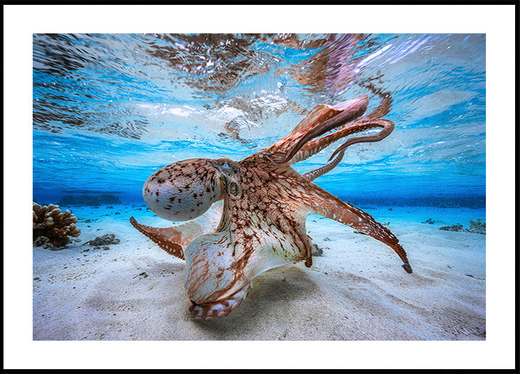 Dancing Octopus Plakat - Posterbox