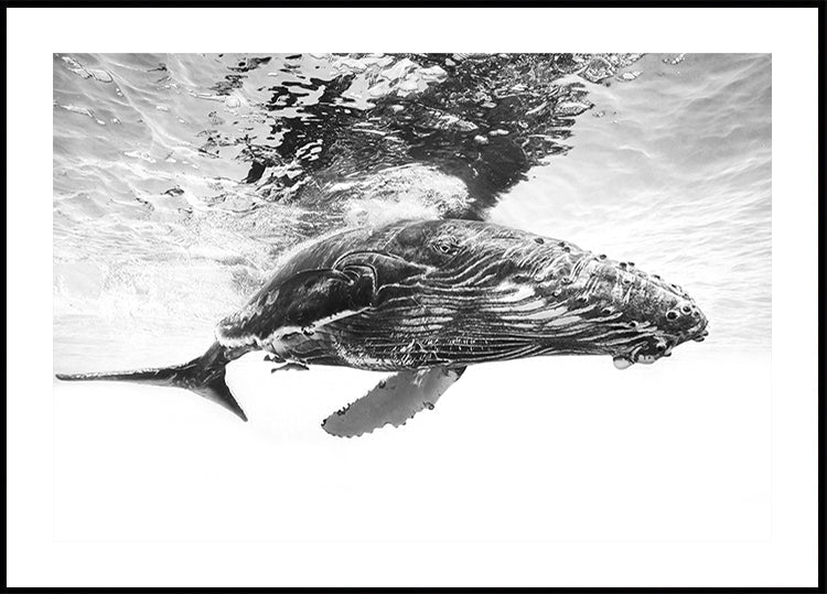 Humpback whale calf - Posterbox