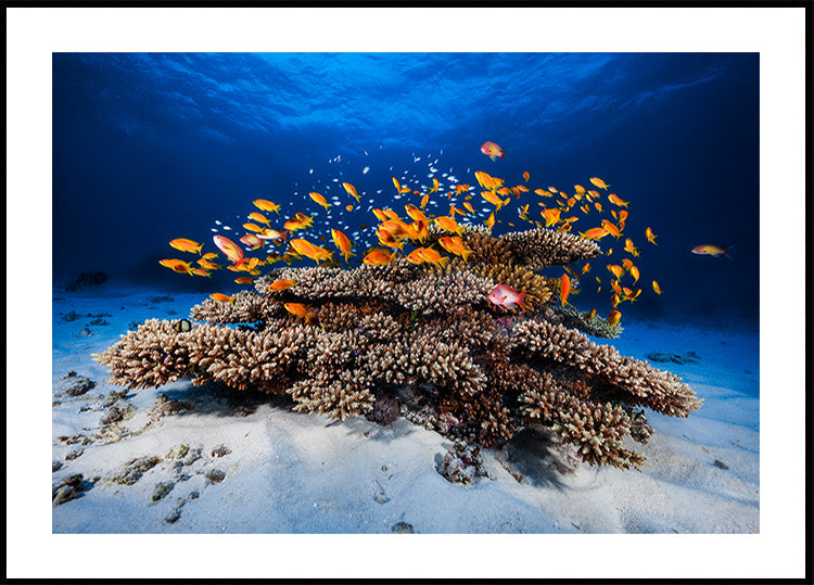 Marine Life - Posterbox