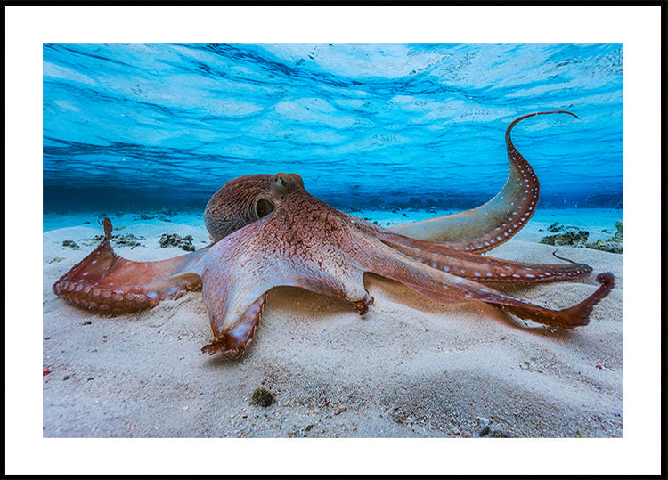 Octopus - Posterbox