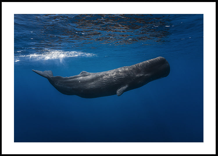 Sperm whale - Posterbox