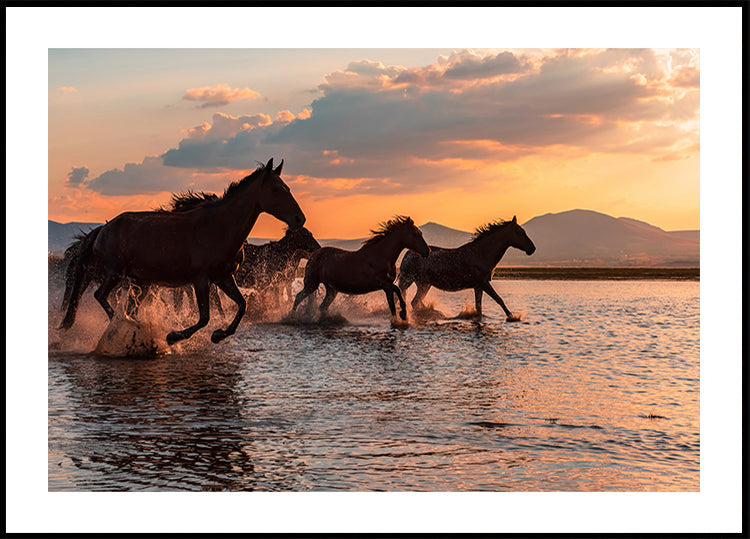 WATER HORSES - Posterbox