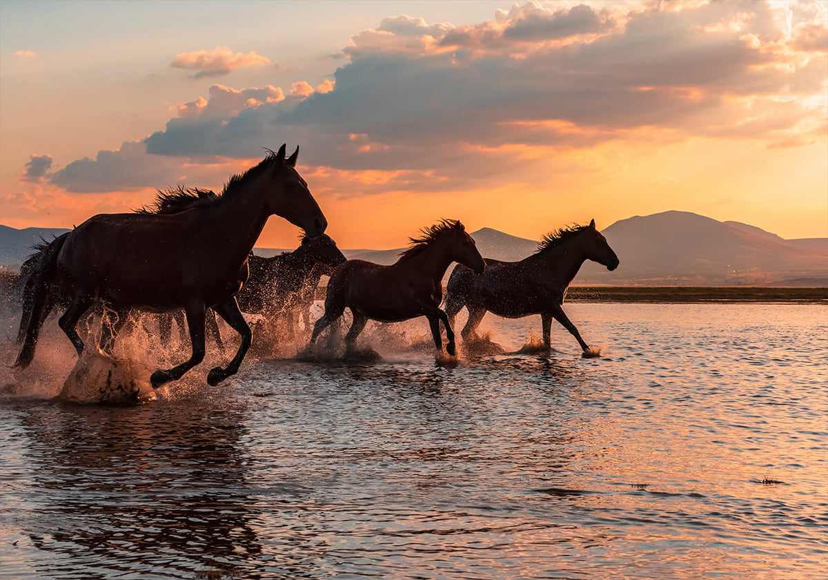 WATER HORSES - Posterbox