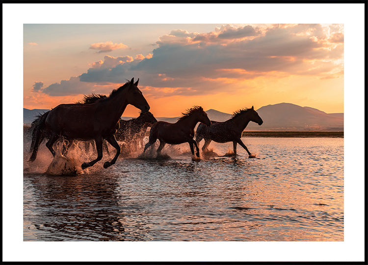 WATER HORSES Plakat - Posterbox