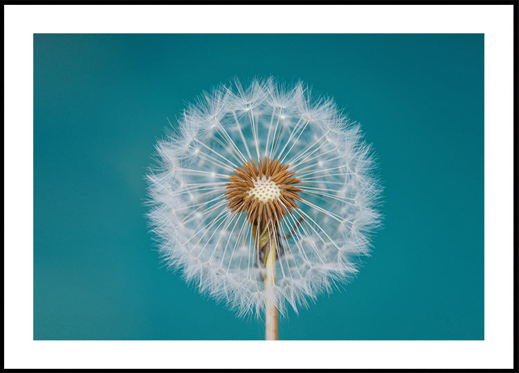 Dandelion - Posterbox