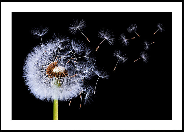 Dandelion Blowing Plakat - Posterbox