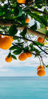 Amalfi Coast Oranges IV Plakat - Posterbox