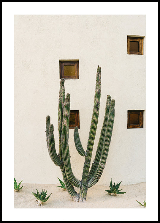 Cabo Cactus IX Plakat - Posterbox