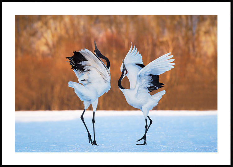 The dance of love Plakat - Posterbox