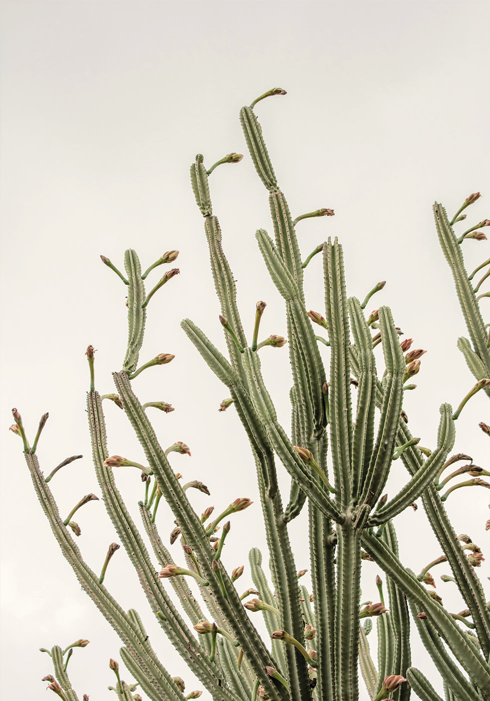 Kaktus-Poster - Posterbox.dk