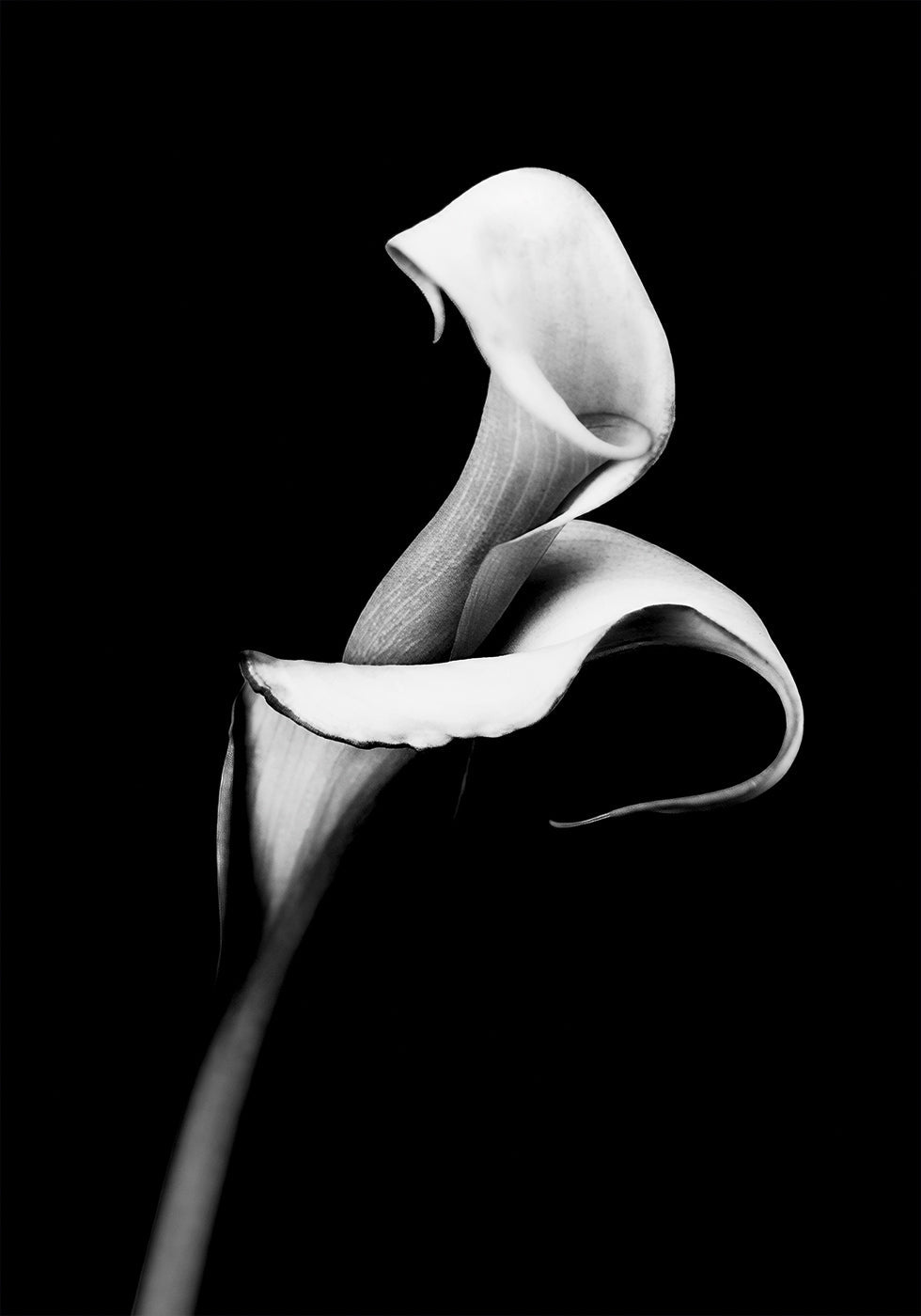 Calla-Lilien-Poster - Posterbox.dk
