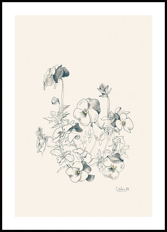 Pansies pencil drawing Plakat - Posterbox