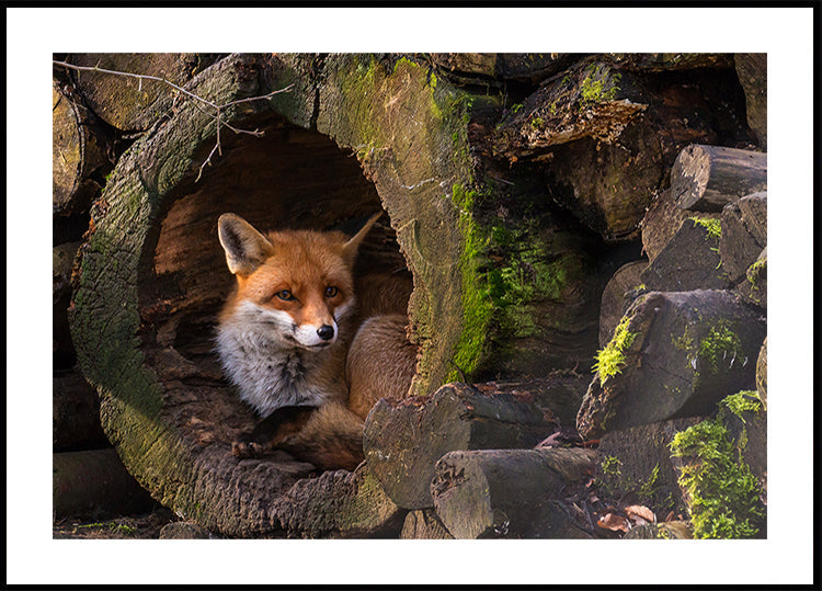 Fox - Posterbox