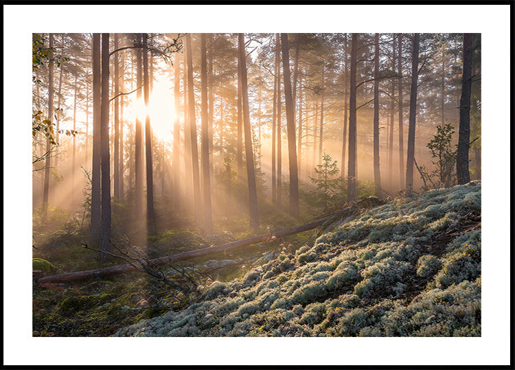 Fog in the forest with white moss in the forground Plakat - Posterbox