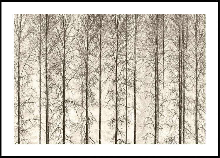 Aspens Plakat - Posterbox