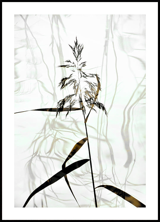 Reed Plakat - Posterbox
