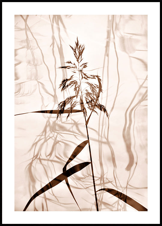Reed reflection Plakat - Posterbox