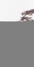 Sculptral Pines Plakat - Posterbox