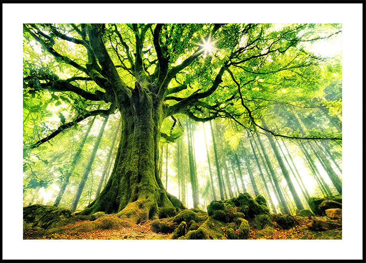 Ponthus' Beech Plakat - Posterbox