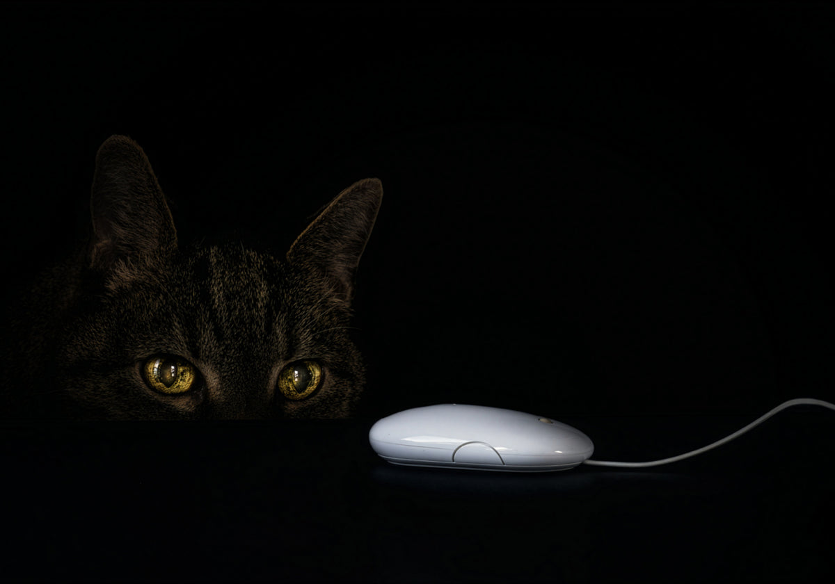 Der neugierige Blick der Katze