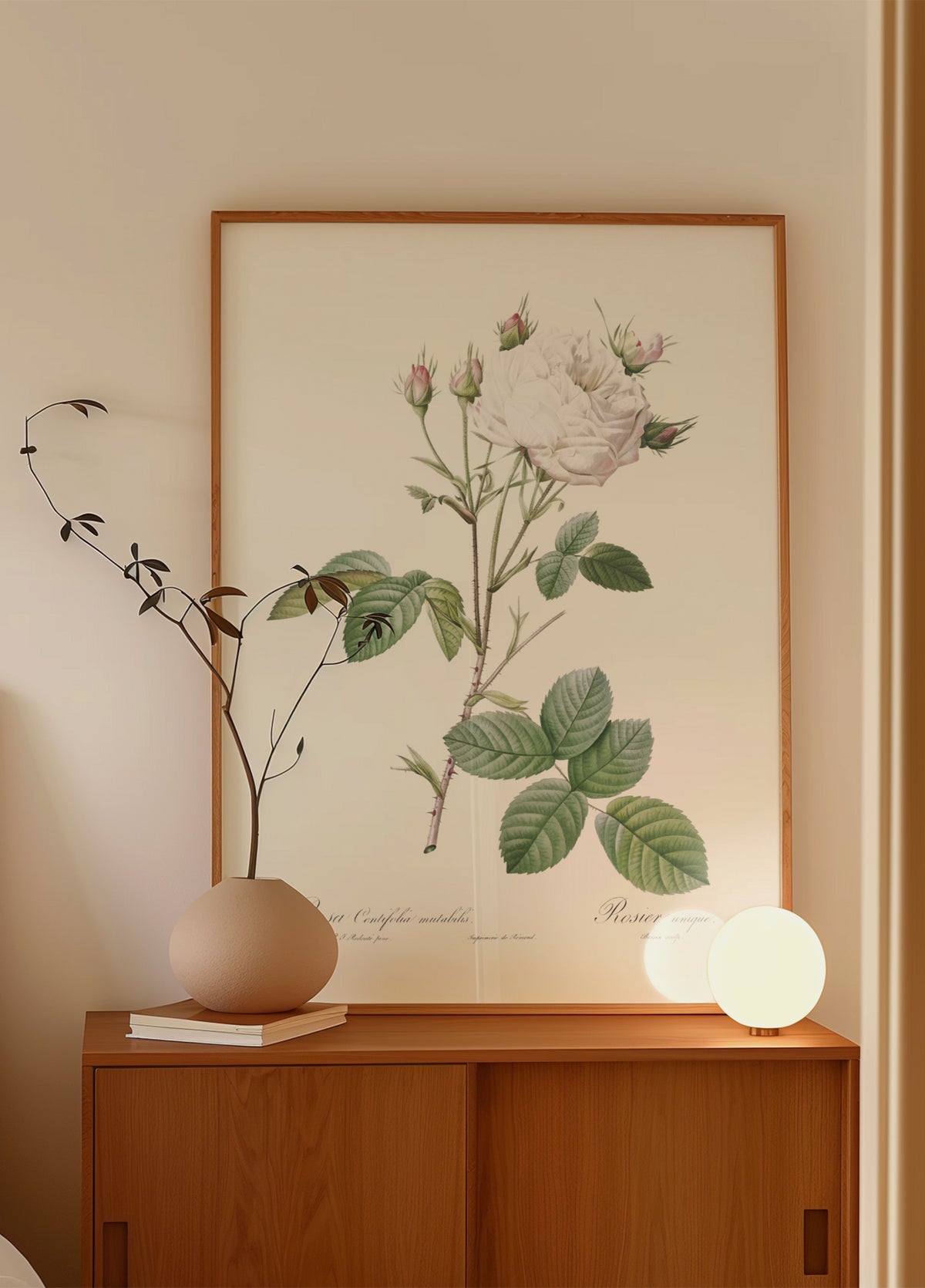 Kohlrose Weiße Provence, Les Roses (1817–1824)