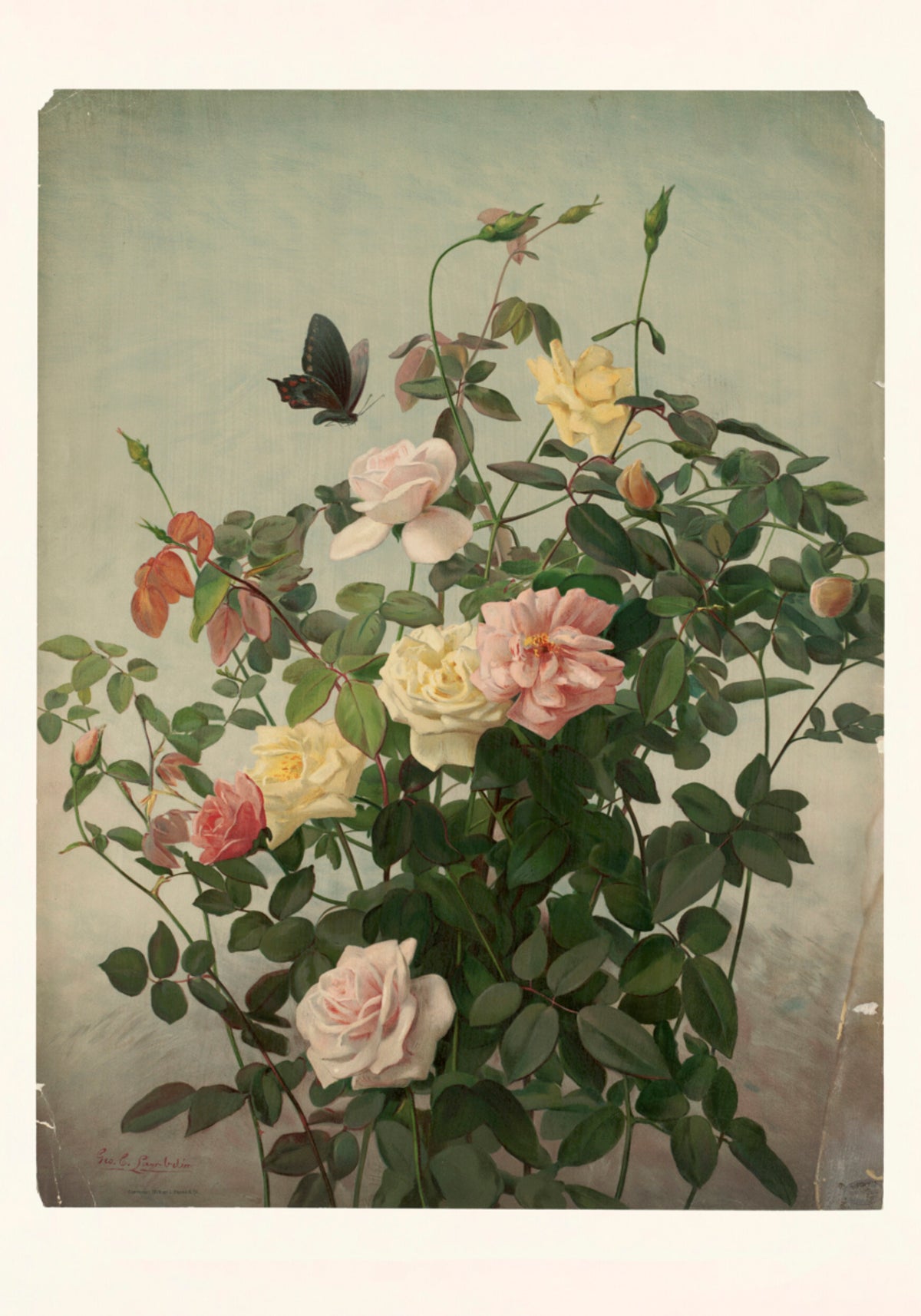 Rosen