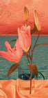 STILL LIFE - Posterbox