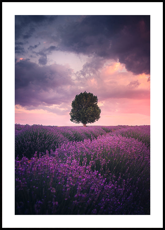 Lavender Fields, Isparta Plakat - Posterbox