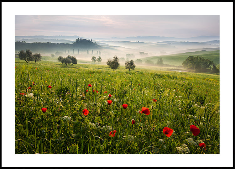 Tuscan spring Plakat - Posterbox