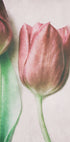 The Spring Lovers (NEW) - Posterbox