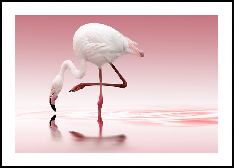 Flamingo - Posterbox