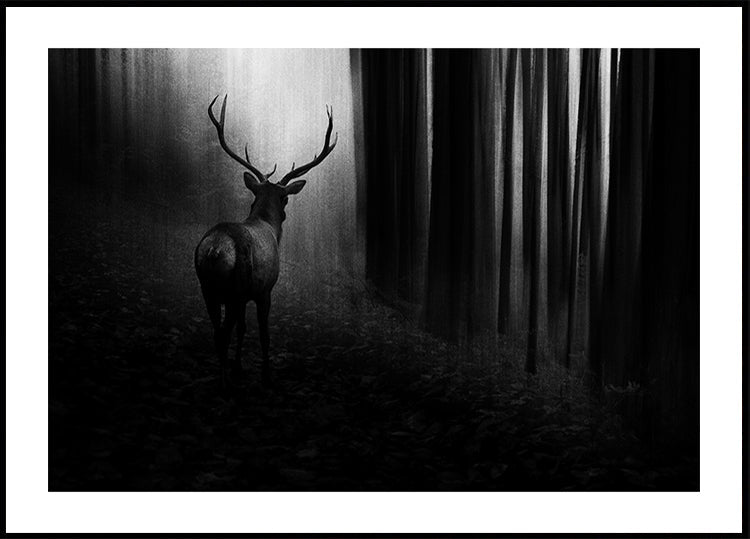 Stag - Posterbox